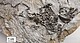 Fossil der Ur-Schildkröte Pappochelys rosinae. Das Fossil befindet sich in der Sammlung des Staatlichen Museums für Naturkunde Stuttgart. | Urhebervermerk/Copyright: SMNS, Rainer Schoch