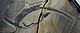 Fossil des 245 Millionen Jahre alten Meeresreptils Austronaga minuta. | Urheber-/Copyright-Vermerk: Wei Wang