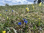 Ein Kalkmagerrasen auf der Schwäbischen Alb im Frühling: Im Vordergrund blüht der leuchtend blaue Frühlings-Enzian (Gentiana verna), daneben die Echte Schlüsselblume (Primula veris). Solche sonnigen, kalkreichen und nährstoffarmen Wiesen gehören zu den artenreichsten Lebensräumen Süddeutschlands. Ihre Vielfalt bleibt nur durch eine extensive Nutzung und regelmäßige Pflege erhalten. Urhebervermerk/Copyright-Vermerk: SMNS, Undine Schöllkopf