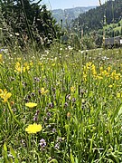 A species-rich, silicate-rich, nutrient-poor meadow in the Black Forest with winged broom (Genista sagittalis). This type of grassland grows on acidic, silicate-rich and nutrient-poor soils and is found on sunny slopes in the Black Forest. It is characterised by low-growing, non-competitive plant species that cannot tolerate intensive fertilisation or frequent mowing. Credit/Copyright notice: SMNS, Undine Schöllkopf