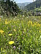 Eine artenreiche Silikat-Magerwiese im Schwarzwald mit gelbem Flügelginster (Genista sagittalis). Dieser Wiesentyp wächst auf sauren, silikatreichen und nährstoffarmen Böden und kommt auf sonnigen Hängen des Schwarzwalds vor. Charakteristisch sind niedrigwüchsige, konkurrenzschwache Pflanzenarten, die intensive Düngung und häufige Mahd nicht vertragen. Urhebervermerk/Copyright-Vermerk: SMNS, Undine Schöllkopf