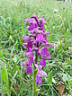 Das Kleine Knabenkraut (Anacamptis morio, früher Orchis morio) war früher auf mageren Wiesen in Baden-Württemberg deutlich häufiger und weiter verbreitet als heute. Seine Bestände sind in den vergangenen Jahrzehnten massiv zurückgegangen. Die Orchideenart gilt in Baden-Württemberg als gefährdet und ist in der Roten Liste aufgeführt. Sie wächst nur auf ungedüngten, nährstoffarmen Standorten wie Magerwiesen und Halbtrockenrasen. Urhebervermerk/Copyright-Vermerk: SMNS, Mike Thiv