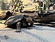 Modell der Ur-Schildkröte Proganochelys quenstedtii | Urhebervermerk:/ Copyright: SMNS, Zoe Pohl