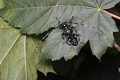 Der Asiatische Laubholzbockkäfer (Anoplophora glabripennis) ist ein Quarantäneschädling, der Fraßschäden an Laubholz verursacht. Er gehört zu den nicht-heimischen, invasiven Käferarten, die durch den internationalen Handel und den Klimawandel nach Europa gelangen können und große ökologische und ökonomische Schäden verursachen. In dem Kooperationsprojekt PHID-Coleo des LTZ Augustenberg und dem Fachgebiet Populationsgenomik bei Nutztieren wurde an einer schnellen und sicheren Bestimmung der Arten sowie dem Verständnis der Populationsdynamik und der Ausbreitungsgeschichte geforscht. | Bildquelle: Universität Hohenheim/O. Zimmermann