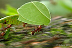 A group of workers (Atta cephalotes) carry leaves to the nest to fertilize their fungal garden. Gamboa, Panama | Image source: © Alex Wild, used by permission