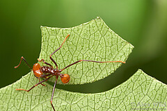 Leafcutter ants (Atta cephalotes) make characteristic circular cuts to extract the substrate for the fungal garden. Here is a worker from a colony at the University of Texas. | Image source: © Alex Wild, used by permission