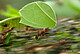 Eine Gruppe von Arbeiterinnen (Atta cephalotes) tragen Blätter zum Nest, um ihren Pilzgarten zu düngen. Gamboa, Panama