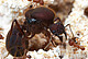 Leafcutter ant queen (Atta texana) in the nest with the fungal garden. Colony at the University of Texas | Image source: © Alex Wild, used by permission