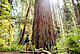 © Humboldt State University