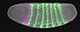 Embryo der Taufliege Drosophila melanogaster. Die Aktivität zweier Gene ist durch Fluoreszenzmikroskopie sichtbar gemacht: Wo grüne und violette Färbungen aufeinanderstoßen, führt die gemeinsame Aktivität der unterschiedlichen Gene im späteren Verlauf der Entwicklung zur Ausprägung einer Kopffurche. | Bildquelle: RIKEN / Yu-Chiun Wang
