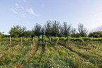 Since 2007, researchers from the Universities of Hohenheim and Freiburg have been investigating how the combined cultivation of the Riesling and Sauvignon Blanc grape varieties with oak or poplar trees affects the water balance, the nitrogen supply and the resulting wine quality in the wine-growing community of Ayl. | Image source: University of Hohenheim / Jakob Hörl