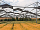 Ackerpflanzen sind anpassungsfähiger als gedacht: Eine Studie der Uni Hohenheim zeigt, dass auch typische Sonnenpflanzen ihre Photosynthese unter Teilbeschattung in Agroforst- und Agri-PV-Systemen anpassen können. | Bildquelle: Universität Hohenheim / Markus Pflugfelder