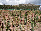 Die drei neuen Quinoa-Sorten vereinen hohe Erträge, kürzere Wachstumszeiten und verbesserte Toleranz gegenüber den widrigen Bedingungen des Klimawandels. Möglich wurde dies durch moderne KI-gestützte Züchtungsmethoden. | Bildquelle: Universität Hohenheim / Karl Schmid