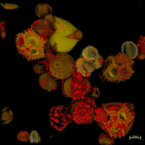 (GIF) Die Pollenanalyse dient der Qualitätskontrolle von Honig: Mit ihr kann man die Honig-Sorte oder seine geografische Herkunft bestimmen. Denn die Pollen. die von den Bienen mit dem Nektar aufgenommen werden, lassen sich jeweils bestimmten Pflanzen zuordnen. Die konfokale Lichtmikroskopie macht sich die Tatsache zunutze, dass Pollen eine ausgeprägte Eigenfluoreszenz besitzt und nach Anregung auch ohne zusätzliche Färbung Fluoreszenzlicht unterschiedlicher Wellenlängen aussendet. Im Bild: Verschiedene Blütenpollen, aufgenommen mit ZEISS cLSM 980. | Bildquelle: Universität Hohenheim / Susanne Karck (GIF) Die Pollenanalyse dient der Qualitätskontrolle von Honig: Mit ihr kann man die Honig-Sorte oder seine geografische Herkunft bestimmen. Denn die Pollen. die von den Bienen mit dem Nektar aufgenommen werden, lassen sich jeweils bestimmten Pflanzen zuordnen. Die konfokale Lichtmikroskopie macht sich die Tatsache zunutze, dass Pollen eine ausgeprägte Eigenfluoreszenz besitzt und nach Anregung auch ohne zusätzliche Färbung Fluoreszenzlicht unterschiedlicher Wellenlängen aussendet. Im Bild: Verschiedene Blütenpollen, aufgenommen mit ZEISS cLSM 980. | Bildquelle: Universität Hohenheim / Susanne Karck