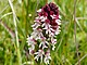 The burnt orchid (Neotinea ustulata, formerly Orchis ustulata) is a rare orchid species found in nutrient-poor, mostly calcareous grasslands. It takes its name from its densely clustered inflorescences, whose still-closed buds are dark red to blackish in colour and thus appear as if burnt. Due to fertilisation and increased land use, suitable habitats – and consequently the populations – in Baden-Württemberg have declined sharply. Credit/Copyright notice: SMNS, Viktoria Ferenc